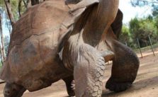 344-year-old tortoise dies in Ogbomoso