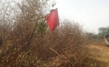 herdsmen hoist flag near Fayemi’s hometown