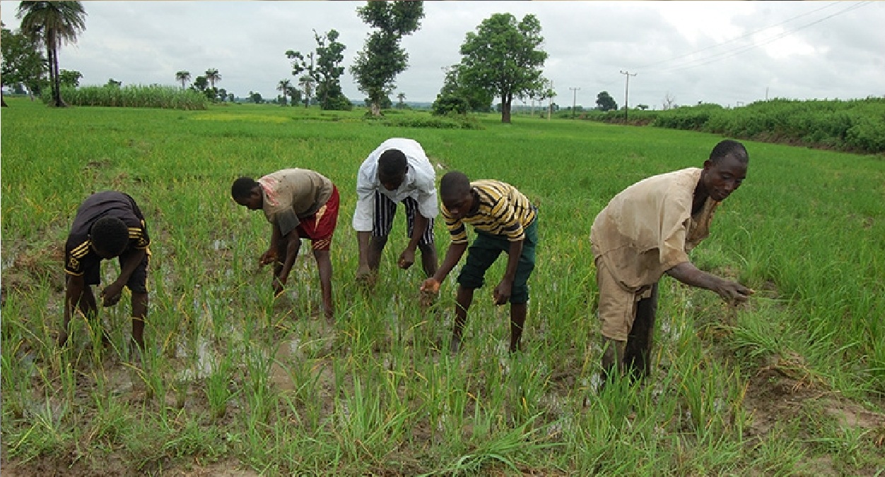 Nigerian Farming