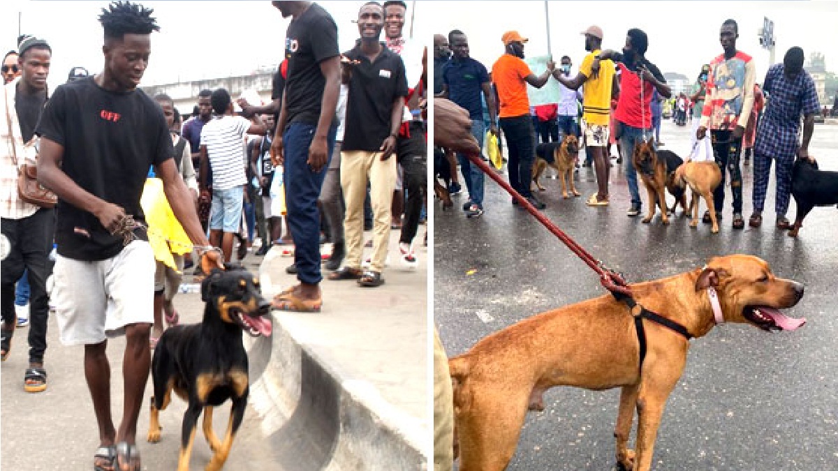 #EndSARS: New twists as Protesters use dogs as guards in Lagos