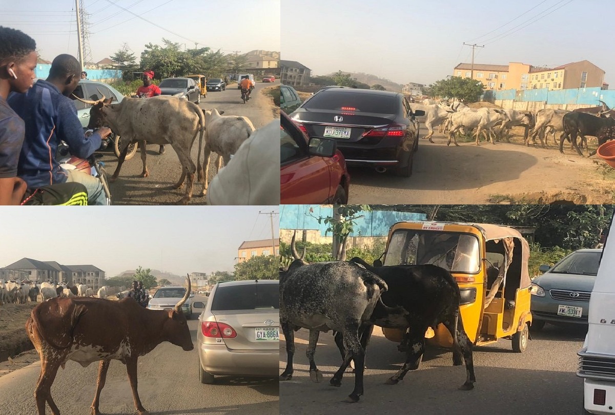 Cows disrupt vehicular movement in Abuja, block major road