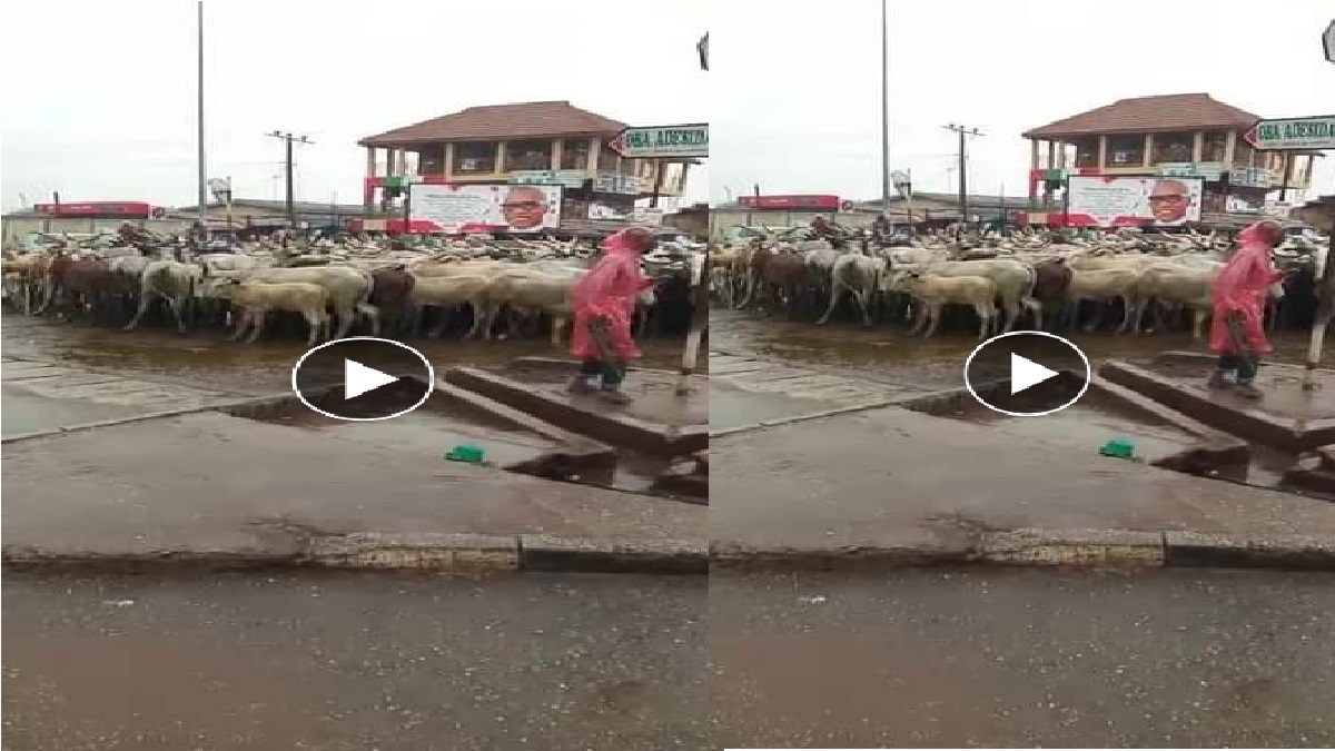 Cows hypnotized with charm in Ondo