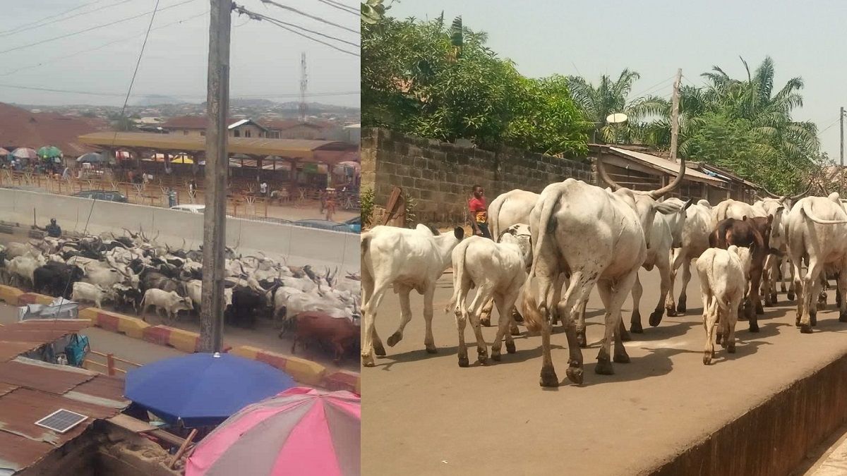 ondo arrests 100 cows