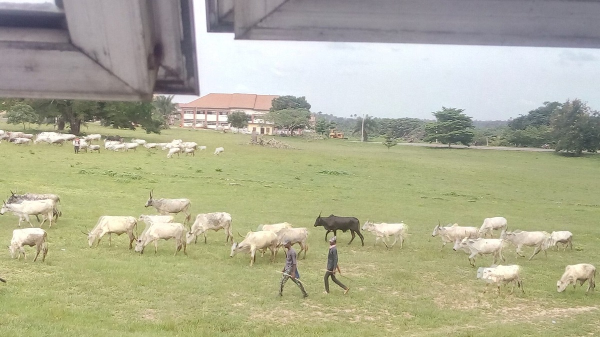 Fulani herdsmen and cows invade premises of FUTO Owerri