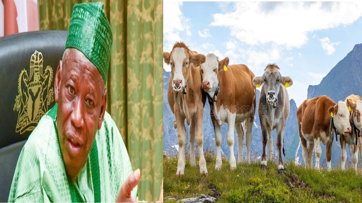 Ganduje budget N9.2m to five cows