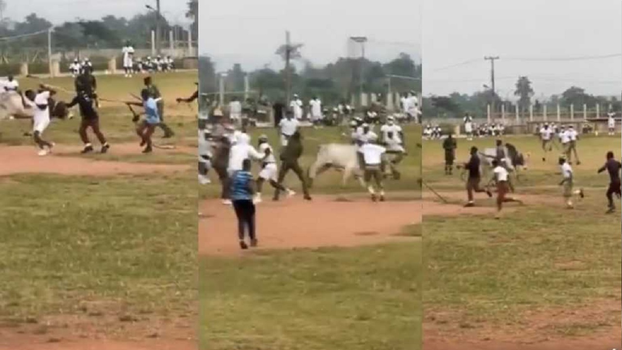 Parade disrupted as cow invades NYSC orientation camp