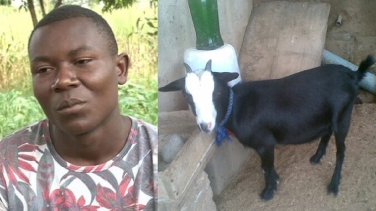 man runs mad after his new girlfriend ‘turned into goat while in bed with him’