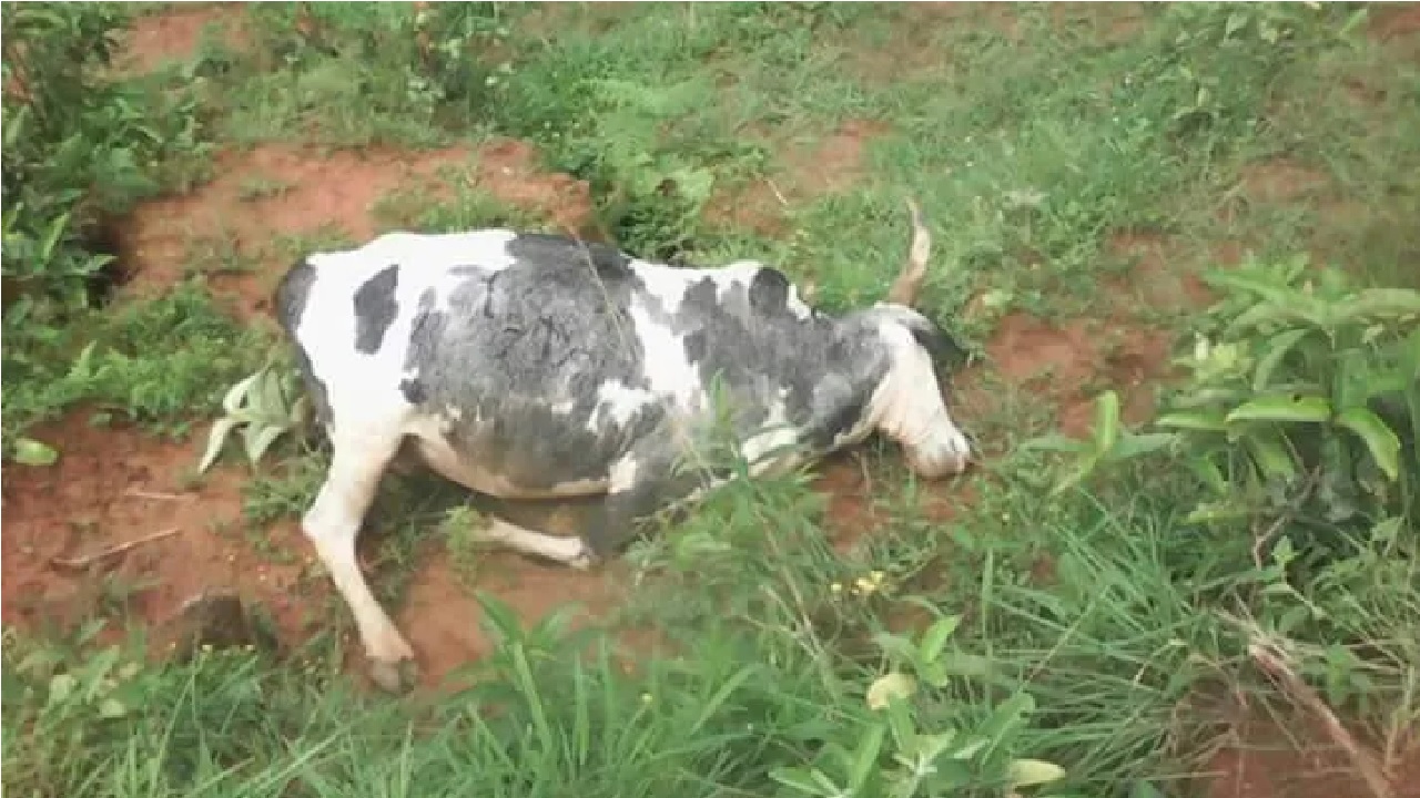 FILE: A cow lying lifeless used to illustrate the story