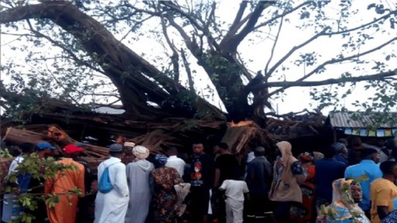 Odan tree in Oyo fell down risen up again