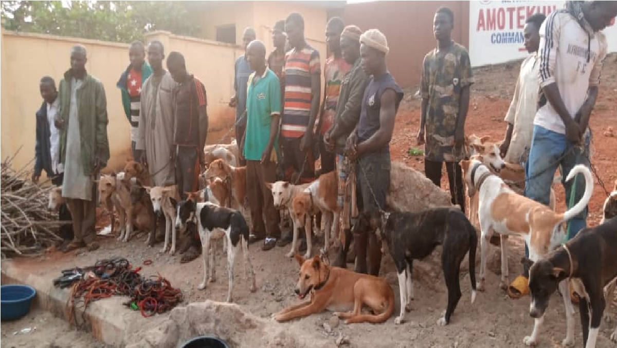 Amotekun arrests 17 northerners with 35 dogs, charms, cutlasses in Ondo