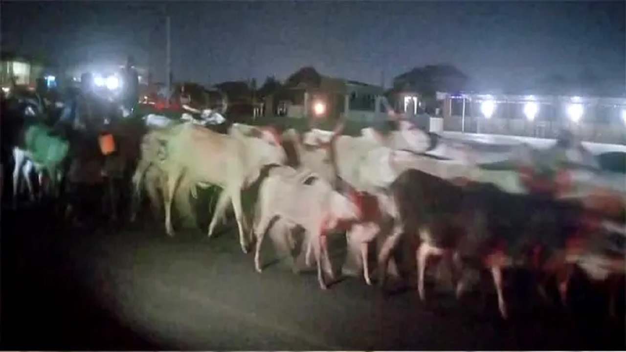 residents in Osogbo fled as cows invade on road