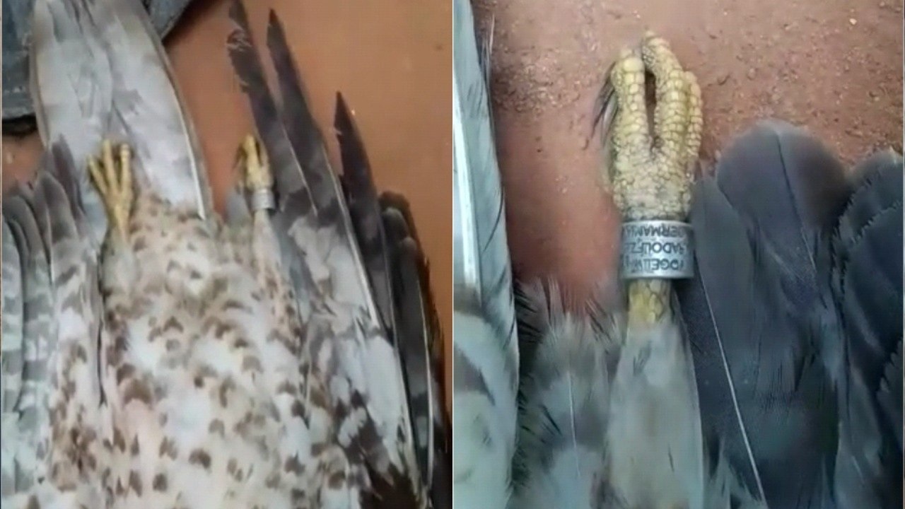Bird with cipher ring falls from the sky in Ondo