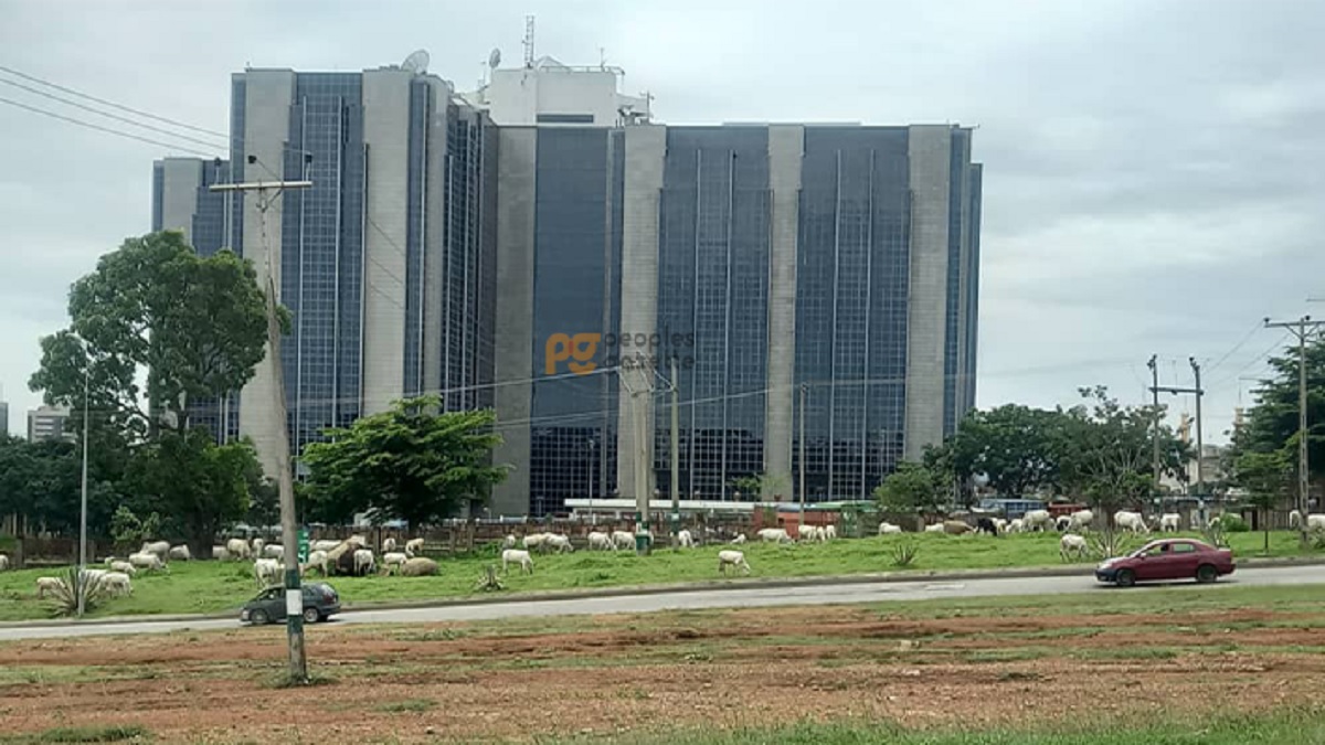 Grazing Cattles around Central Bank of Nigeria(CBN)