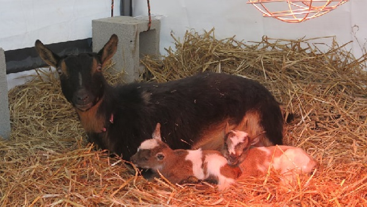 Half-Human, Half-Goat Kid Born in Kwara, Causes Commotion